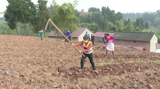 内江市东兴区：疫情防控不松懈 种植生产不耽误