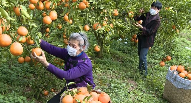 内江市东兴区：疫情防控不松懈 种植生产不耽误