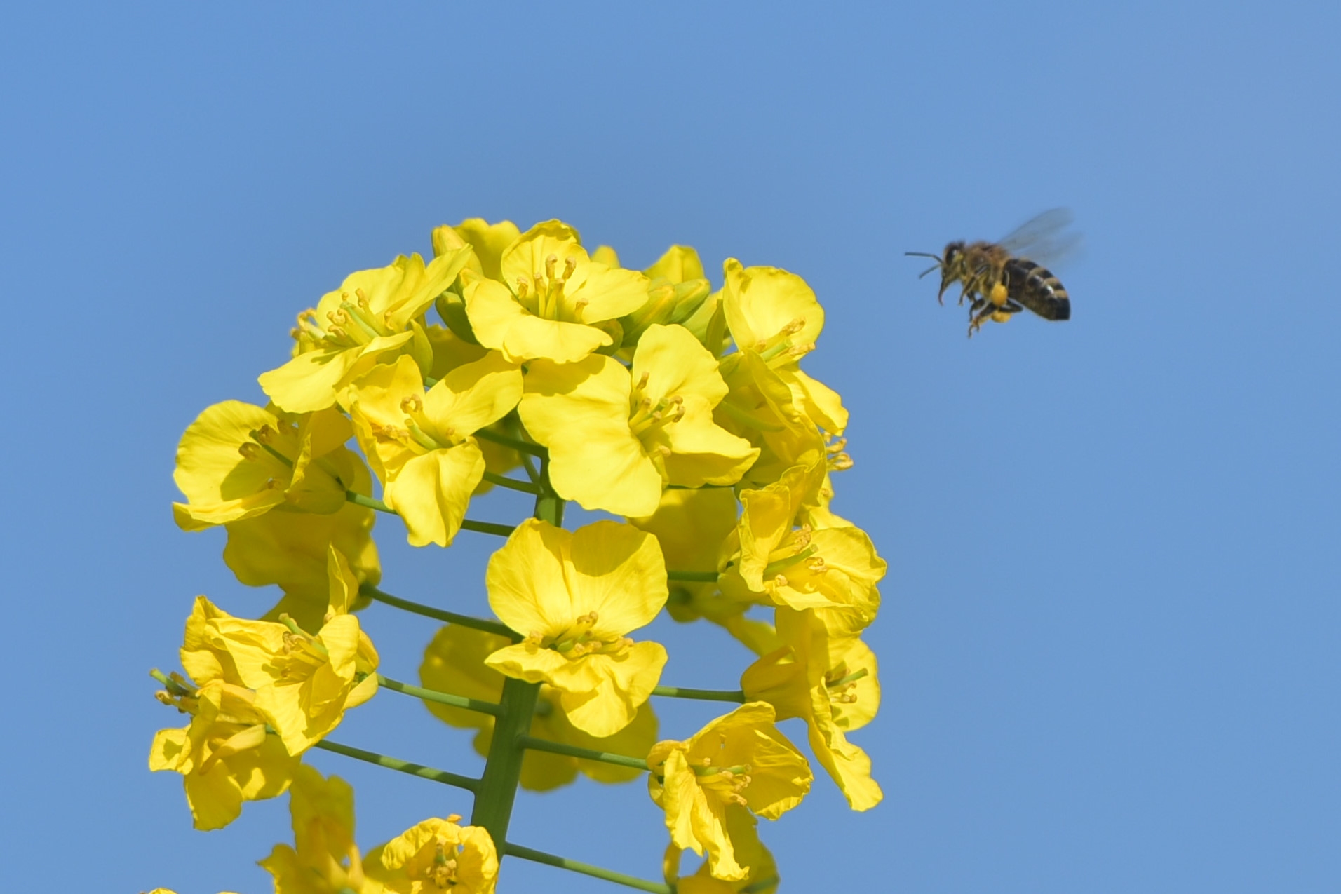 蜜蜂采花的唯美图片图片