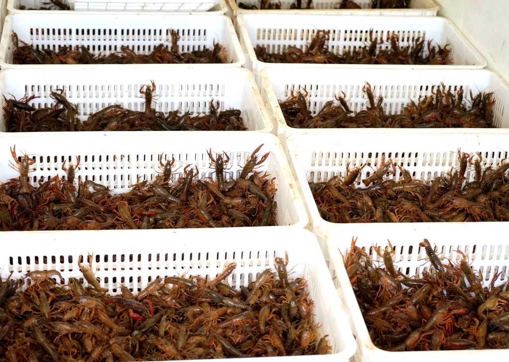 《小龙虾产业发展报告(2019)》显示,去年全国小龙虾养殖总面积达1680